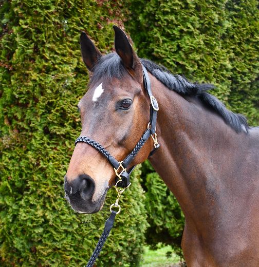 RHINEGOLD LAZIO PLAITED LEATHER HEADCOLLAR WITH MATCHING LEADROPE BLACK