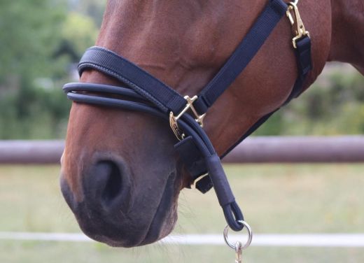 KM ELITE HEAD COLLAR ADAPTOR ONE SIZE